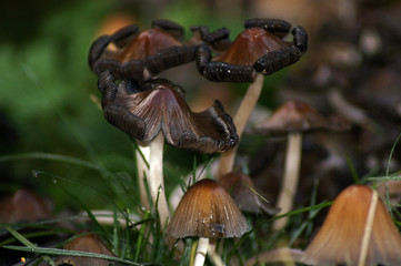 Pilze im Garten und auf der Wiese