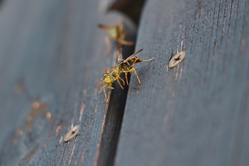 Three wasps on balcony close up