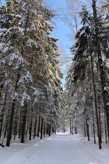  snowy road in the winter forest