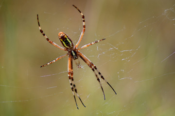 Araignée, argiope dans sa toile
