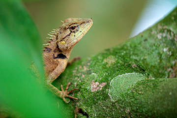 Green Iguana (Iguana Iguana) sitting on on a tree branch in natural habitat, close-up