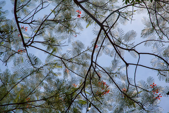 beautiful background of tree branches with flowers