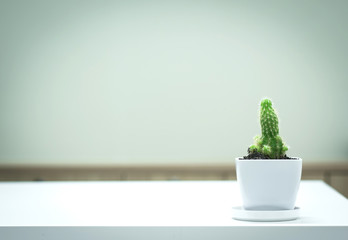 Small cactus in white pot on table with copy space.