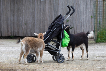 Goats investigating a pram