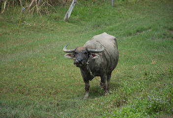 Buffalo stand in farmland,soft focus.