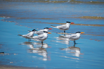Group of Royal Tern Birds in Padre Island NS, Texas