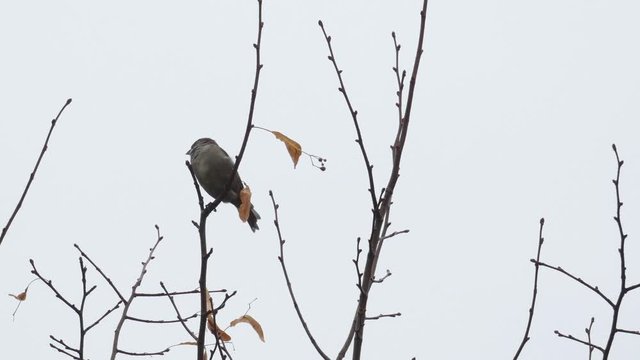 Alone sparrow sitting on branches with last leaves. Chubby little birds on naked tree. Cloudy autumn day.