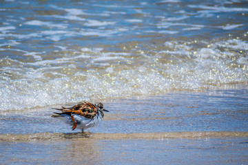 A Rudy Turnstone Bird in Padre Island NS, Texas