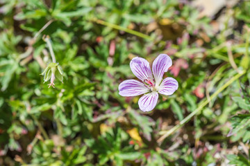 Fototapeta premium native species of Single Flower Cranesbill