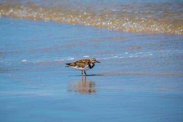 A Rudy Turnstone Bird in Padre Island NS, Texas