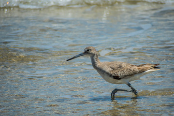 A Willet Bird in Padre Island NS, Texas