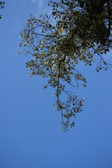 Branche d'arbre © Mathieu