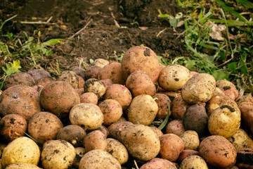 Raw potato food. Fresh ripe sweet potato. Natural vegetarian healthy food. Healthy nutrition ingredient. organic farming, agriculture.