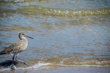A Willet Bird in Padre Island NS, Texas