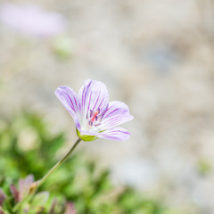 native species of Single Flower Cranesbill