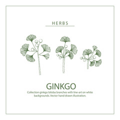 Collection ginkgo biloba branches with line-art on white backgrounds. Vector hand drawn illustration.