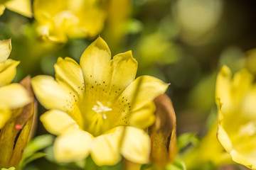 Obraz premium native species of yellow Gentiana flowers