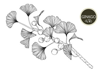Collection ginkgo biloba branches with line-art on white backgrounds. Vector hand drawn illustration.