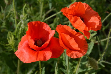 Klatschmohn