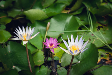 white lotus flower with green leaves