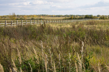 Fototapeta premium Field with Golden high sedge and wooden fence in perspective autumn day Выделите текст, чтобы посмотреть примеры