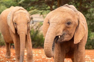 Fototapeta na wymiar Two small baby elephants in an elephant orphanage in Nairobi, Kenya, Africa.