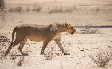 Naklejka premium Female Lion