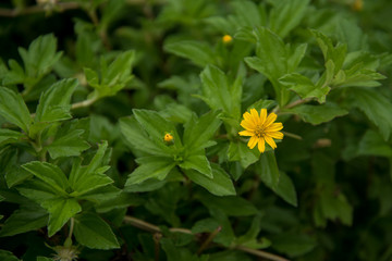 Yellow flower