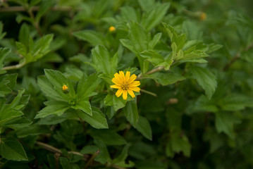 Yellow flower