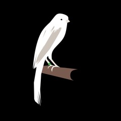 RASMY Canary. With white patches of black. On black background