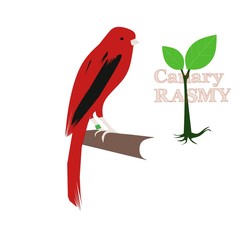 RASMY Canary. With red patches of black