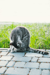 Cute cat walks in the park on a summer morning. Licking itself with tongue. Tabby cat washes.