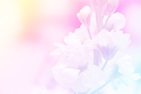 background of unicorn color flower