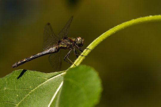 Blan 이미지 – 찾아보기 1,251 스톡 사진, 벡터 및 비디오 | Adobe Stock