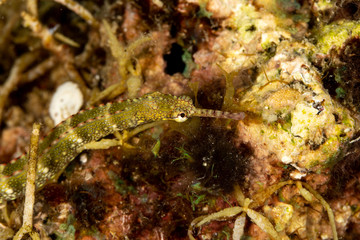 Corythoichthys is a genus of pipefishes of the family Syngnathidae