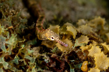 Corythoichthys is a genus of pipefishes of the family Syngnathidae