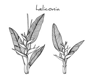 Sketch Floral Botany Collection. Heliconia drawings. Black and white with line art on white backgrounds. Hand Drawn Botanical Illustrations.Vector.