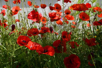 Obraz premium Klatschmohn