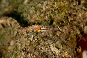 Corythoichthys is a genus of pipefishes of the family Syngnathidae