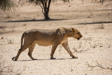Female Lion