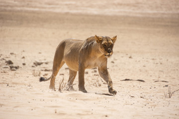 Female Lion