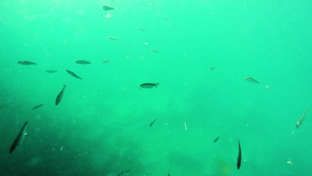 Underwater school of small fish swim slowly in cold Arctic waters of Norway