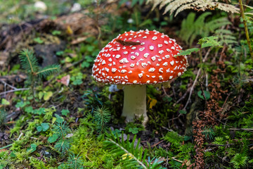Toadstool red - Amanita muscaria, seasonal natural scene