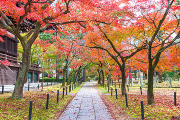 Naklejka premium idyllic landscape of Kyoto, Japan in autumn season