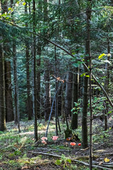 Toadstool red - Amanita muscaria, seasonal natural scene