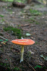 Toadstool red - Amanita muscaria, seasonal natural scene