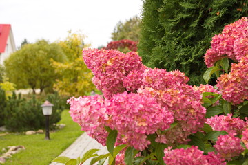 Obraz premium Hydrangea paniculata vanilla FRAS/ Rennie.Hydrangea paniculata ' Vanille Fraise 'autumn garden decoration