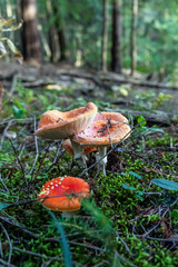 Toadstool red - Amanita muscaria, seasonal natural scene