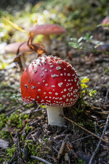 Toadstool red - Amanita muscaria, seasonal natural scene