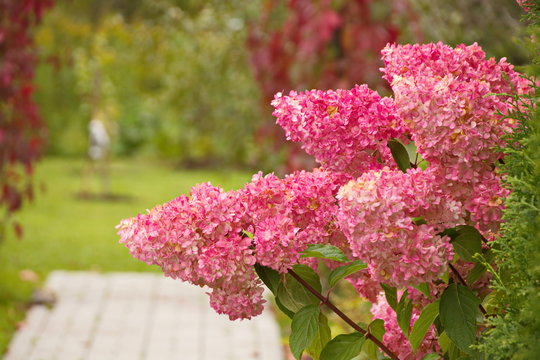 Hydrangea paniculata vanilla FRAS/ Rennie.Hydrangea paniculata ' Vanille Fraise 'autumn garden decoration